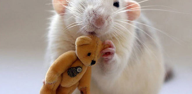 Rat with its Teddy Bear