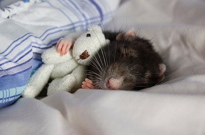 Rats with their Teddy Bear
