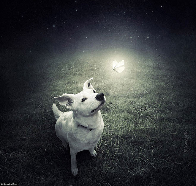 Sarolta Ban – Surreal Dogs photography