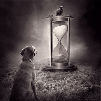 Surreal dogs Photography