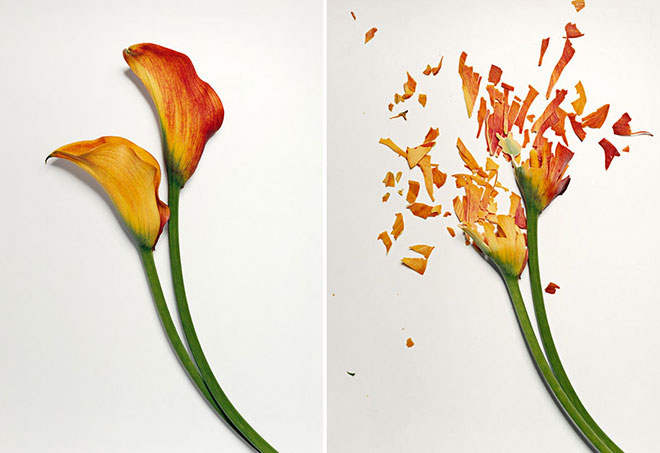 Jon Shireman - Broken flowers