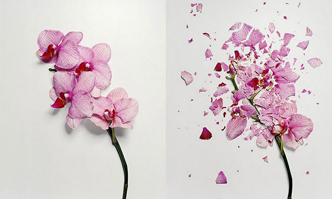 Jon Shireman – Broken flowers