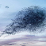 Alain Delorme – Murmurations