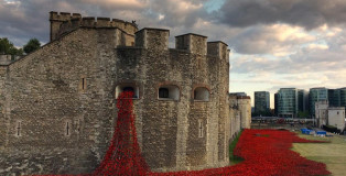 Tower Poppies - Blood Swept Lands and Seas of Red