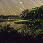 Vincent Brady – Fireflies