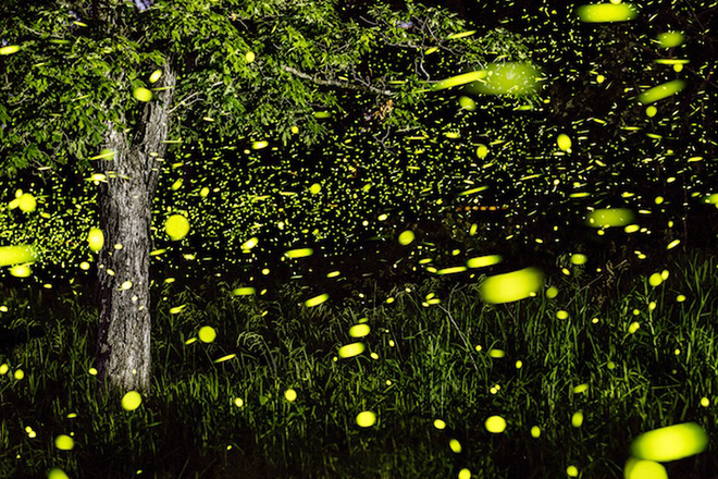 Fireflies