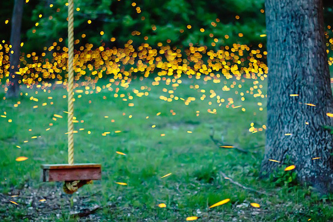 Fireflies