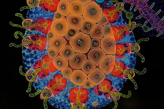 Bruce Riley - Psychedelic art