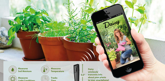 Daisy – Comunicare con le piante
