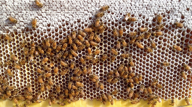 Flow Hive - Estrarre il miele da un alveare senza disturbare le api