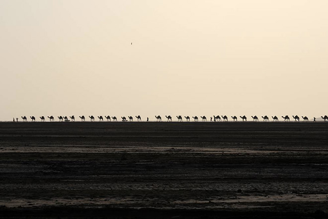 Kazuyoshi Nomachi - Etiopia, Una carovana diretta a una salina di primo mattino. Dallol, Deserto della Dancalia, Etiopia 2012 Kazuyoshi Nomachi - Etiopia, Una carovana diretta a una salina di primo mattino. Dallol, Deserto della Dancalia, Etiopia 2012