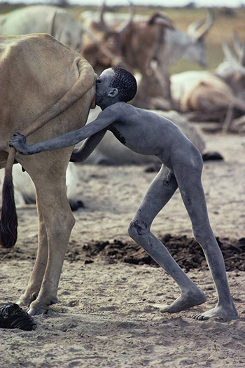 Kazuyoshi Nomachi, Nilo - Soffiare nell’utero di una mucca stimola l’animale a produrre più latte Jonglei, South Sudan, 1981 Kazuyoshi Nomachi, Nilo - Soffiare nell’utero di una mucca stimola l’animale a produrre più latte Jonglei, South Sudan, 1981