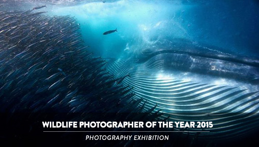 Wildlife Photographer of the year 2015