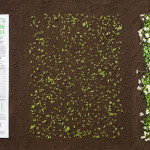 Green Newspaper – Il giornale ecosostenibile
