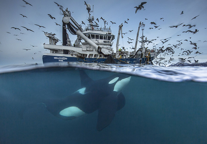 Audun Rikardsen - Sharing Resources, Tromsø, Norway, Wildlife category. The killer whales have learned the sound of the boats when they haul their herring bag nets and get attracted to the boats in the hope of an easy meal of leftover herring.