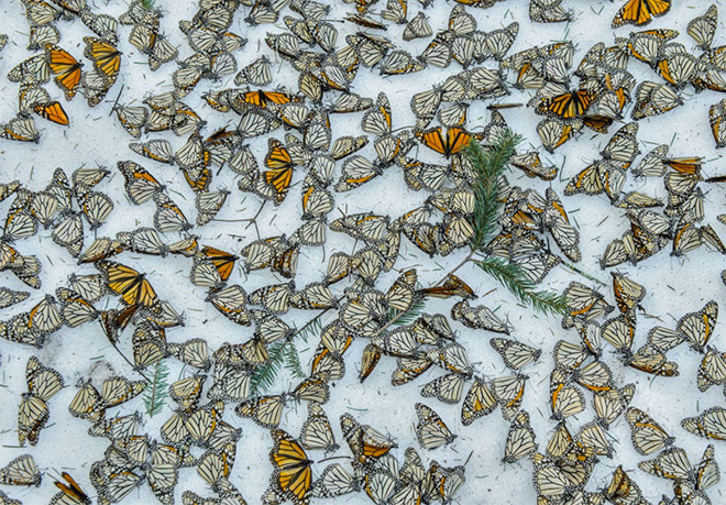 Jaime Rojo - Monarchs in the Snow, Michoacan, Mexico, March 12, 2016, World Press Photo 2017, Nature, third prize singles