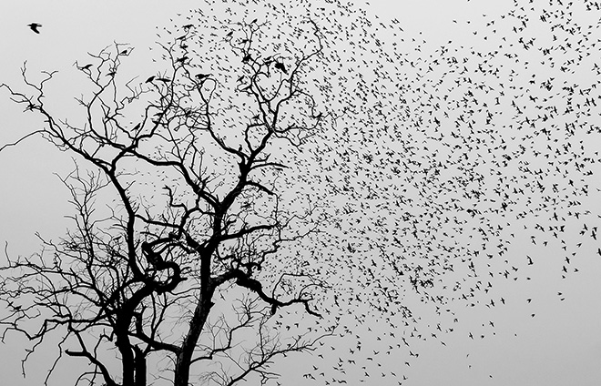 Robi Chakraborty - Birds, Honorable Mention, MonoVisions Photography Awards 2017 Robi Chakraborty - Birds, Honorable Mention, MonoVisions Photography Awards 2017