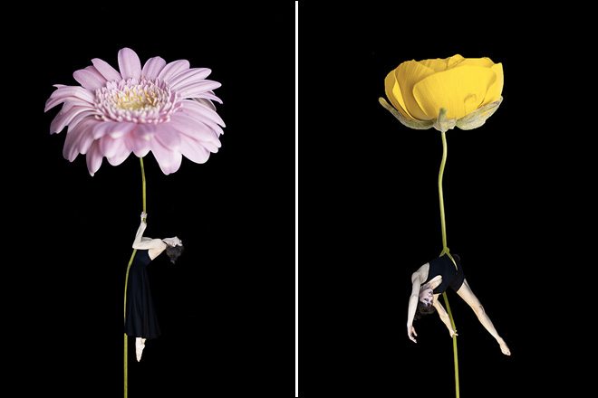 Erika Zolli – Aerial Flowers