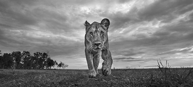 ©Anup Shah - The Crossing, Eyes Wide Open, Siena International Photo Awards 2018