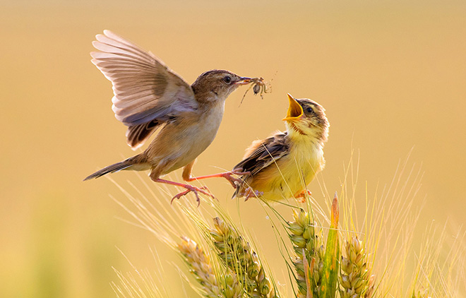 Shouguang county, Weifang, Shandong province, China. Fuyang Zhou, China. Runner-Up, Natural World, Travel Photographer of the Year 2018. (The job of being a parent is a demanding one for this little warbler). (Photo: Fuyang Zhou/www.tpoty.com)