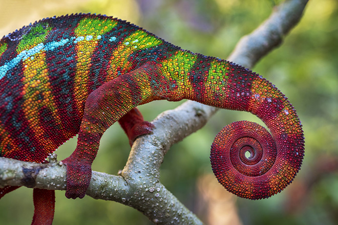 Mantadia National Park, Madagascar. Ignacio Palacios, Spain/Australia. Commended, Natural World, Travel Photographer of the Year 2018. (Chameoleon colours.). (Photo: Ignacio Palacios/www.tpoty.com)