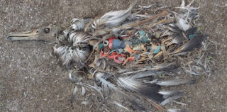 ALBATROSS - The Film, frame from (ALBATROSS - The Film), directed by Chris Jordan ALBATROSS – La Plastica che uccide