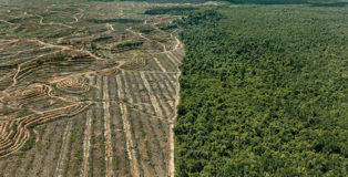Edward Burtynsky - Clearcut #1, Palm Oil Plantation, Borneo, Malaysia 2016. photo © Edward Burtynsky, courtesy Admira Photography, Milan / Nicholas Metivier Gallery, Toronto.