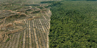 Edward Burtynsky - Clearcut #1, Palm Oil Plantation, Borneo, Malaysia 2016. photo © Edward Burtynsky, courtesy Admira Photography, Milan / Nicholas Metivier Gallery, Toronto. ANTHROPOCENE – Fondazione MAST