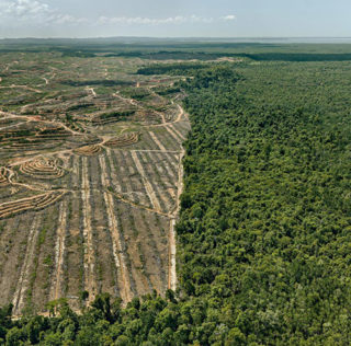Edward Burtynsky - Clearcut #1, Palm Oil Plantation, Borneo, Malaysia 2016. photo © Edward Burtynsky, courtesy Admira Photography, Milan / Nicholas Metivier Gallery, Toronto. ANTHROPOCENE – Fondazione MAST