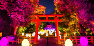 teamLab - _呼応する森と自立しつつも呼応する生命 - 下鴨神社 糺の森Resonating Forest and Autonomous Resonating Life - Tadasu Forest at Shimogamo Shrine teamLab – Digitized Forest at the World Heritage Site of Shimogamo Shrine, Kyoto Art