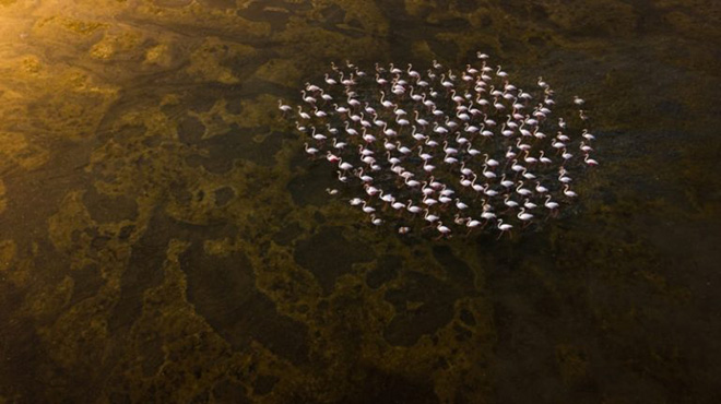 Talal Al Rabah - Flamingos, Commended Wildlife category, Drone Awards 2019