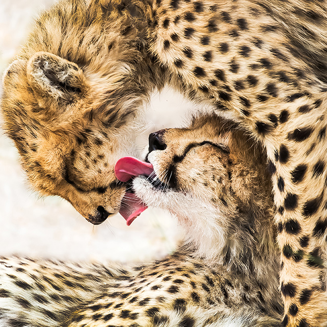 © Guofei Li - Tai Chi Diagram, China, Winner, Open, Natural World & Wildlife, 2020 Sony World Photography Awards