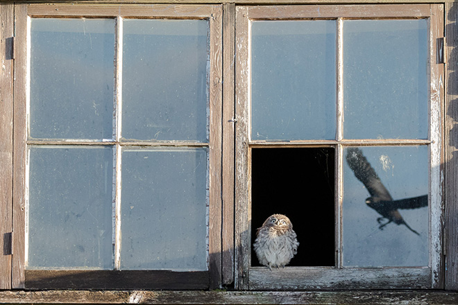 Paul Holman - Startled Owl, UK. Equipment used: Canon 7d II, Canon EF100-400 Mark II. Runner-up - Wildlife category. Nature TTL. © <a href=