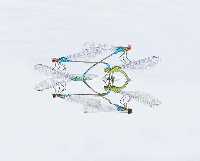 Robert Page -  Mating red-eyed damselflies, UK. Equipment used: Nikon D7200 and 500 f5.6 pf lens. Runner-up - Macro category Nature TTL. © Nature TTL / Robert Page