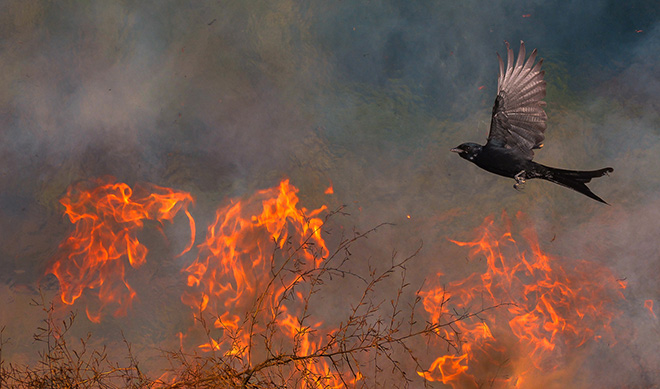 Saptarshi Gayen - Pheonix, India. Equipment used: Nikon D7100 and Nikon 200-500mm. Winner - Under 16 category, Nature TTL. © Nature TTL / Saptarshi Gayen