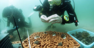 La nuova vita delle barriere coralline con la Stampa 3D. photo credit: Christian J. Lange/HKU