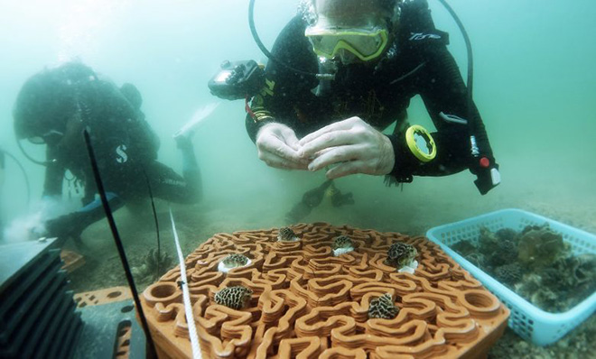 La nuova vita delle barriere coralline con la Stampa 3D