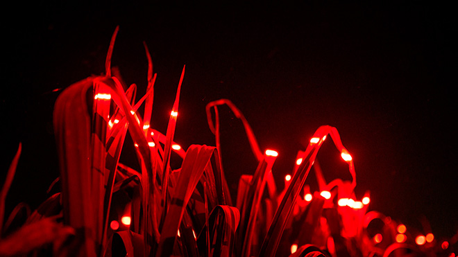 Daan Roosegaarde - GROW by Roosegaarde highlights the beauty of agriculture