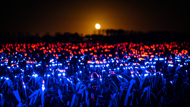 Daan Roosegaarde - GROW by Roosegaarde highlights the beauty of agriculture