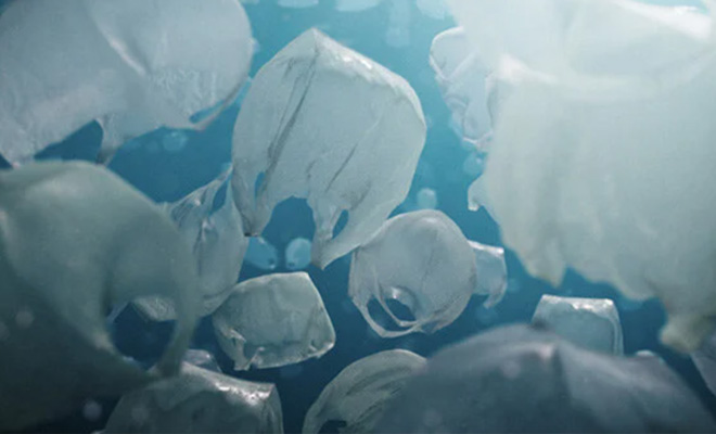 Pascal Schelbli - The beauty: la plastica si integra con la vita marina