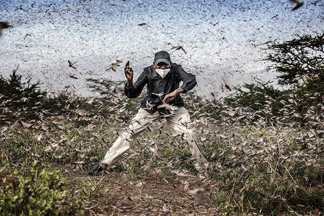 © Luis Tato, Spain, Winner, Professional, Wildlife & Nature, 2021 Sony World Photography Awards. Image Name: 4. Series Name: Locust Invasion in East Africa