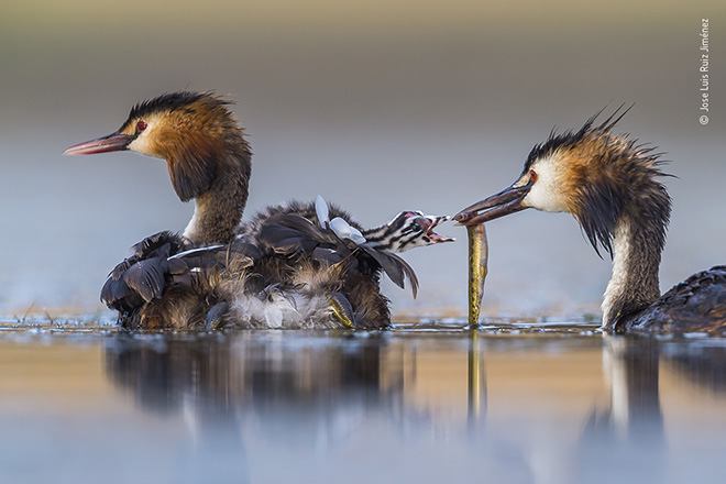 © Jose Luis Ruiz Jiménez / Wildlife Photographer of the Year. Title: Great crested sunrise. Winner: Behaviour: Birds. Wildlife Photographer of the Year is developed and produced by the Natural History Museum, London.