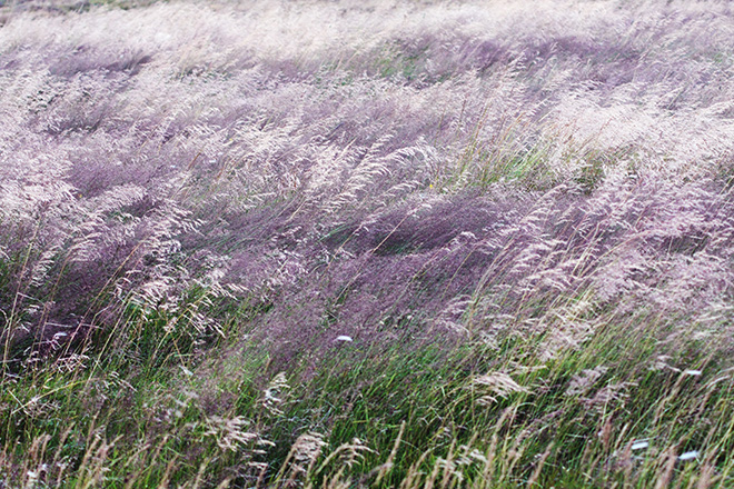 Sofia Podestà  - Il vento che accarezza l'erba, 80x120 cm.