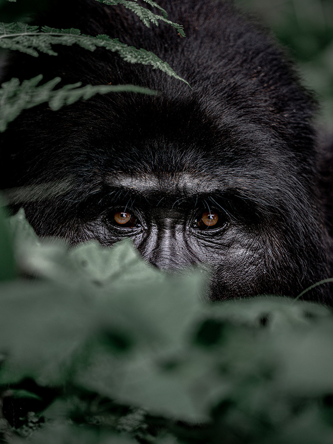 © Brice Tribollet, Switzerland - Hide and Seek, Shortlist, Open, Natural World & Wildlife, 2022 Sony World Photography Awards.