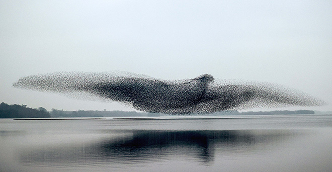 © James Crombie, Ireland - Murmuration, Shortlist, Open, Natural World & Wildlife, 2022 Sony World Photography Awards