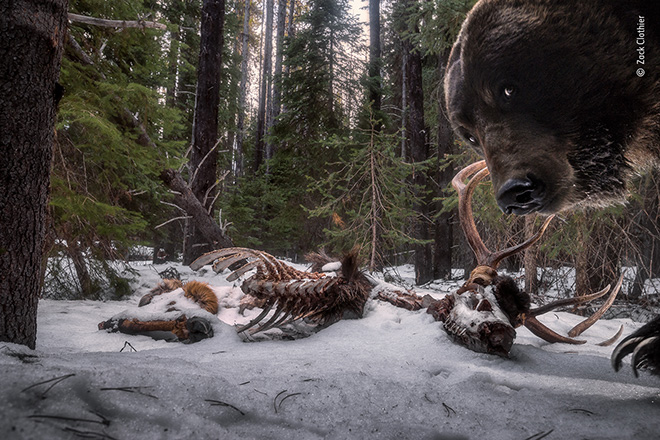 © Zack Clothier - Gli avanzi del grizzly, Seeley Lake, Montana, USA, Vincitore - Animali nel loro ambiente, Wildlife Photographer of the Year