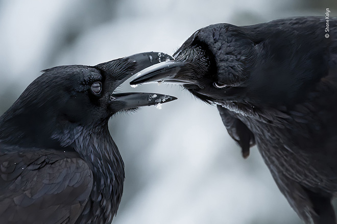 © Shane Kalyn - Un tocco delicato, Vancouver, British Columbia, Canada, Vincitore - Comportamento Uccelli, Wildlife Photographer of the Year