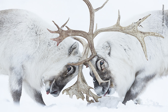 © Stefano Unterthiner - Testa a testa, Svalbard, Norvegia, Vincitore - Comportamento Mammiferi, Wildlife Photographer of the Year
