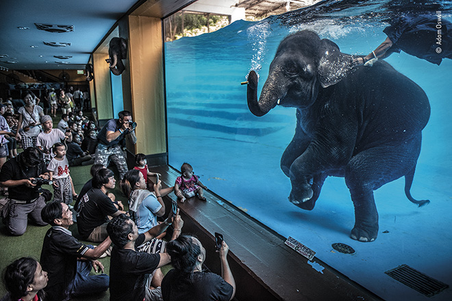 © Adam Oswell - L’elefante nella stanza, Khao Kheow Open Zoo, Chonburi Province, Thailandia, Vincitore - Fotogiornalismo, Wildlife Photographer of the Year