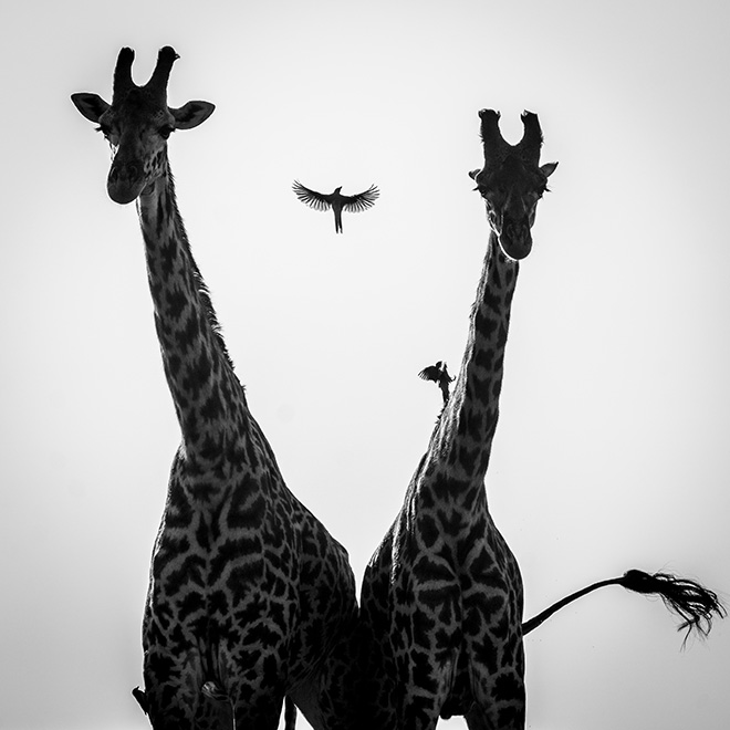 Girafes et oiseau, Kenya, 2020. ©Laurent Baheux